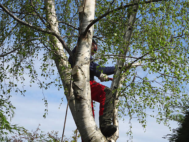 How Our Tree Care Process Works  in  Wayland, IA